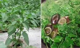 Tôi ăn ớt hàng ngày nhưng không biết lá của nó chứa nhiều canxi như sữa. Nhiều người chưa bao giờ ăn nó