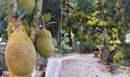 Tại sao cây mít mang ý nghĩa phong thủy tốt nhưng lại không nên trồng trước nhà? 