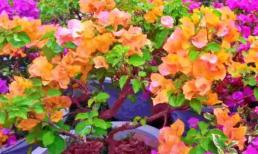 Đừng vứt bỏ đất bầu mà bạn đã thay thế, hãy trộn chúng với các vật liệu khác để trồng hoa và rút ngắn thời gian thích nghi