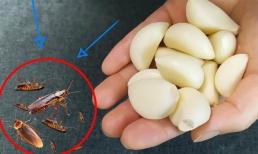 Đừng sợ nếu có quá nhiều gián trong nhà bạn! Hướng dẫn bạn cách dùng một nắm tỏi để diệt hết gián. An toàn hơn thuốc trừ sâu!