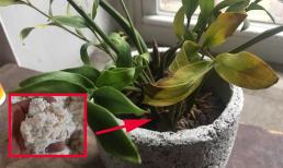 Trồng cây kim tiền ngày càng héo hon: Tưới ngay thứ này để 'hồi sinh' 