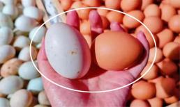 Hóa ra vỏ trắng và vỏ đỏ của một quả trứng có sự khác biệt lớn đến vậy! Dì chăn nuôi vô tình tiết lộ, đừng mua nhầm