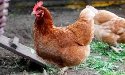 “Nội tạng” bẩn nhất trong con gà, có thể chứa ký sinh trùng. Vì sức khỏe, chúng ta thà không ăn