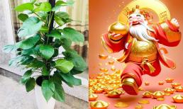 Đặt cây trầu bà ở vị trí này sẽ 'gọi' Thần Tài đến