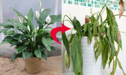 Cây hoa mua từ cửa hàng mới đầu tươi tốt nhưng về nhà chăm sẽ chết dần, héo úa, vì sao?