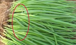 Đừng mua loại hành lá này nếu bạn mới bắt gặp và báo cho gia đình sớm biết