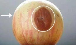 Quả táo bị thối một miếng nhỏ đã, có nên cắt bỏ rồi ăn phần còn lại không? 