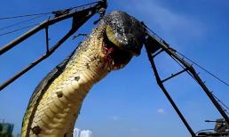 Con rắn lớn nhất thế giới to cỡ nào? Liệu loài mãng xà huyền thoại ở dãy núi Tần Lĩnh có thực sự tồn tại?