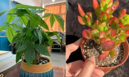 Những loại cây phong thủy may mắn, mang đầy hương vị tiền bạc và giúp ngôi nhà thịnh vượng