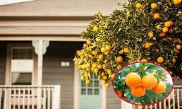 Cây cam, chanh, quất trồng trước nhà có tốt không, cần lưu ý gì để không chặn tài lộc? 