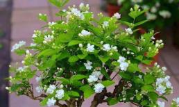 3 loại 'hoa thơm', đẹp, dễ trồng, hút bụi, thanh lọc không khí, còn có tác dụng an thần, giúp ngủ ngon