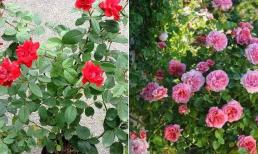 Không có nước vo gạo hay nước lá rau củ nào tốt bằng hai loại 'nước vạn năng' này! Dù bạn đổ loại nào thì hiệu quả sẽ rất tuyệt vời