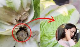 Cải thảo được phun formaldehyde sẽ có 3 đặc điểm này, sau khi đọc xong, bạn sẽ không bao giờ mua nhầm loại nữa