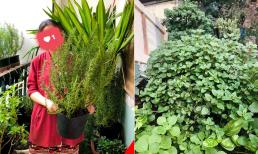 Trồng cây ở ban công 3 m2 làm sao để xanh tốt quanh năm? Đây là kinh nghiệm