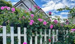 Cách trồng hoa hồng không hóa chất, hoa ra bông to, rực rỡ quanh năm