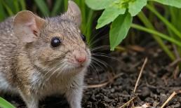 Trong nhà có 4 loại con vật chỉ có thể đuổi đi chứ không thể giết chết. Tại sao?