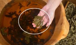 Ngải cứu đun với giấm thực sự hiệu quả. Nó giải quyết được vấn đề của rất nhiều người