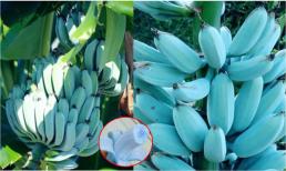 Giống chuối xanh biếc kì lạ tưởng sản phẩm của photoshop nhưng lại có thật 100%, được trồng ở 1 nơi rất gần Việt Nam