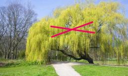 'Cây âm' tiêu tán của cải! 5 loại cây không nên trồng: dâu tằm và liễu được đặt tên đầu tiên