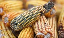 Phát hiện ' chất gây ung thư cấp độ 1', WHO kêu gọi: Ngừng ăn và khuyên cha mẹ kiểm soát 