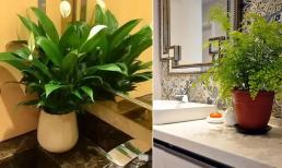 Bạn có thể trồng '6 loại hoa' trong phòng tắm, chịu bóng râm, dễ chăm sóc lại hút ẩm và khử trùng sạch sẽ