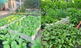 Loại rau nào phù hợp trồng trong thùng xốp nhất? Chọn đúng không cần chăm bón nhiều cây vẫn lên xanh tốt