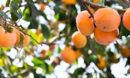 Trong sân trồng 'tứ loại trái cây' chịu nóng lạnh, thơm ngon bổ dưỡng, mang lại điềm lành và đẹp như tranh vẽ