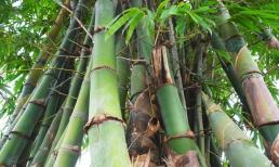 Tre không phải loài cây, gọi là gì?