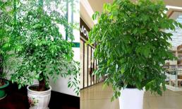 Để nuôi một “cây hạnh phúc”, hãy chú ý đến 3 chi tiết này Lá sẽ mập và xanh, cành sẽ mọc lên tận trần nhà