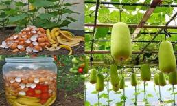 Tận dụng vỏ trứng kết hợp với thứ 'rác bỏ đi' này thành phân bón rau củ, cây cảnh, vừa đỡ tốn tiền, cây lại xanh mướt 