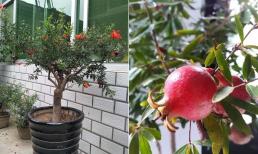 Trong nhà có một chậu, có thể 'thưởng hoa ăn trái', ngay cả người lười cũng có thể trồng tốt