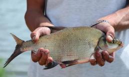 Khi gió mùa thu thổi, cá sẽ mập lên! Dưới đây là 4 loại cá ngon nhất để ăn vào mùa thu, đây chính là thời điểm lý tưởng để ăn chúng