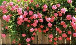 Làm thế nào để trồng hoa hồng nở nhiều và tươi lâu hơn? Bạn cần ghi nhớ 4 điểm này khi trồng