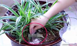 Rắc một nắm này vào chậu hoa, dù khó trồng đến mấy thì hoa cũng không chuyển sang màu vàng hay thối rễ, lá xanh tươi, rễ đầy chậu