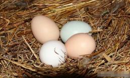 Khi mua trứng, trứng trắng, trứng vàng và trứng xanh khác nhau như thế nào? Trứng nào có dinh dưỡng tốt hơn?