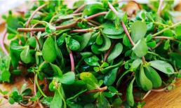 Nó là loại rau duy nhất không có thuốc sâu, vitamin C gấp 16 lần mận khô, lượng protein gấp 7,7 lần bí đao. Đây là loại rau trường thọ nên ăn 