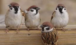 Khi đã ngoài 50, dù con cái hiếu thảo đến mấy cũng phải hiểu rõ 'Định luật chim sẻ' để bạn có thể sống an nhiên và hạnh phúc