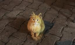 Tại sao không nên nuôi mèo hoang?