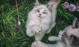 Tại sao nói: Không nên nuôi một con mèo sau khi nó sinh con. Điều này đúng hay sai?