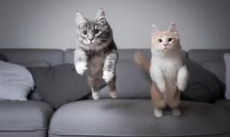 Tại sao chúng ta không nên nuôi hai con mèo trong một nhà?