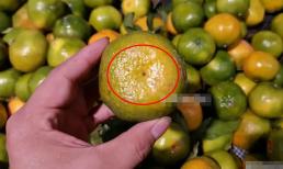 Khi mua cam bạn phải chọn cam cái, nhìn thoáng qua là có thể phân biệt được, vỏ mỏng, cùi dày, ngọt và mọng nước