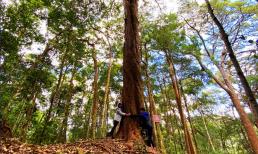 Việt Nam sở hữu loài cây quý hiếm bậc nhất thế giới, chỉ có duy nhất ở nước ta