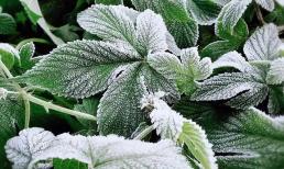 Tổ tiên đúc kết: “Ngày 21 tháng 9 âm lịch sợ trời có sương giá' là dấu hiệu điều gì xấu?