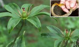 Trồng loại cây gì để đuổi rắn?