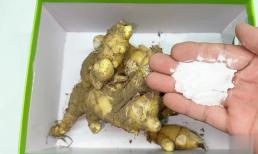 Thì ra cách bảo quản gừng chỉ đơn giản như vậy, chỉ cần rắc một nắm là có thể để được cả năm mà không bị héo hay nảy mầm