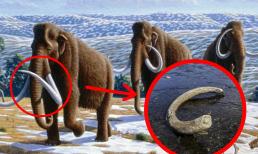 Bé gái 8 tuổi tìm thấy 'báu vật' 100.000 năm tuổi khi đi câu cá cùng bố