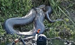 Sông Amazon đáng sợ đến mức nào mà ngay cả người dân địa phương cũng không dám bơi dưới sông?