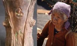 Bà cụ nhặt được khúc gỗ lạ xấu xí đem về vứt xó nhà nào ngờ 'vớ' được cổ vật có giá trị lớn