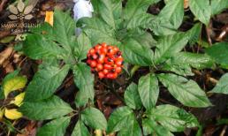 Loài cây đắt đỏ bậc nhất thế giới, chỉ có duy nhất ở Việt Nam