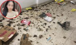 Hà Nội: Chồng ly hôn vì vợ ở bẩn, phân mèo dính khắp nhà không dọn, xem ảnh dân mạng 'tí thì nôn'